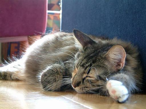 DSCF0005 (Medium).JPG - Tequila resting. She's expecting litter CATS, summer 2005.